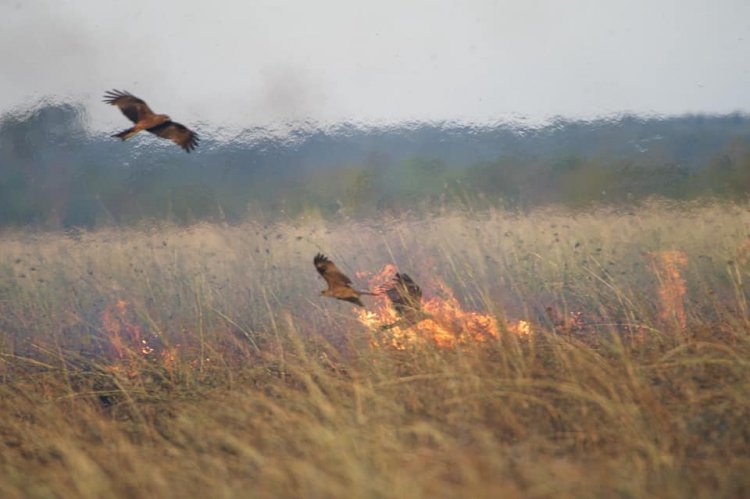 Incendiile de vegetaţie - un pericol pentru viaţă şi mediu