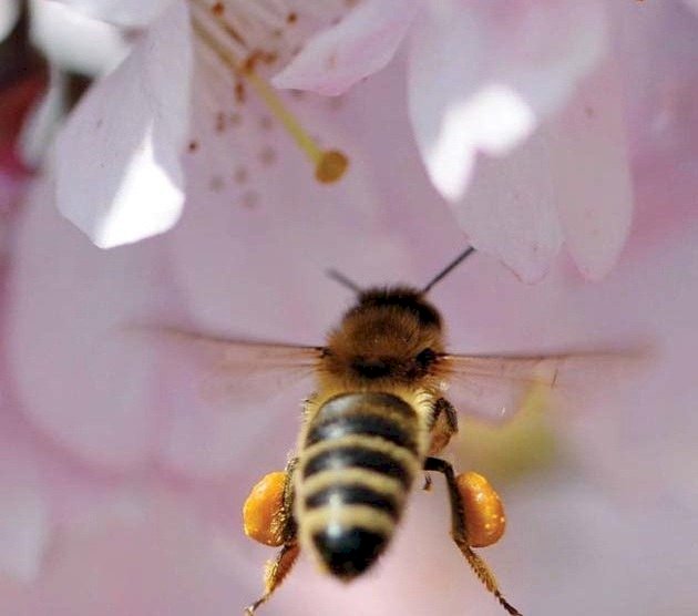 Zbor frânt pentru… insectele care polenizează