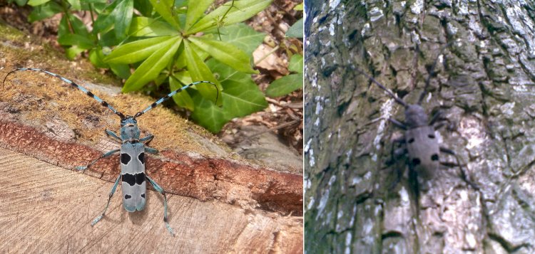 Croitorul alpin și croitorul cenușiu: insecte importante pentru sănătatea pădurilor