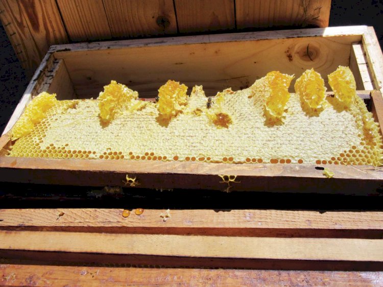 Albinele riscă să dispară