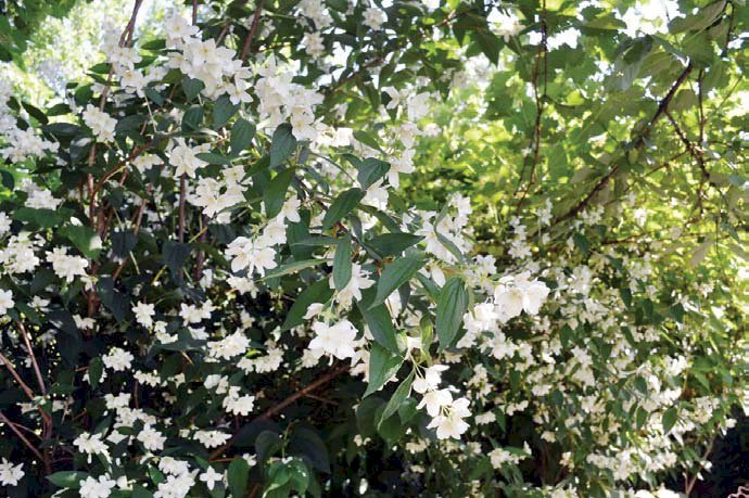 Iasomia, arbustul care parfumează grădina