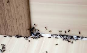 Cum scăpăm de furnici