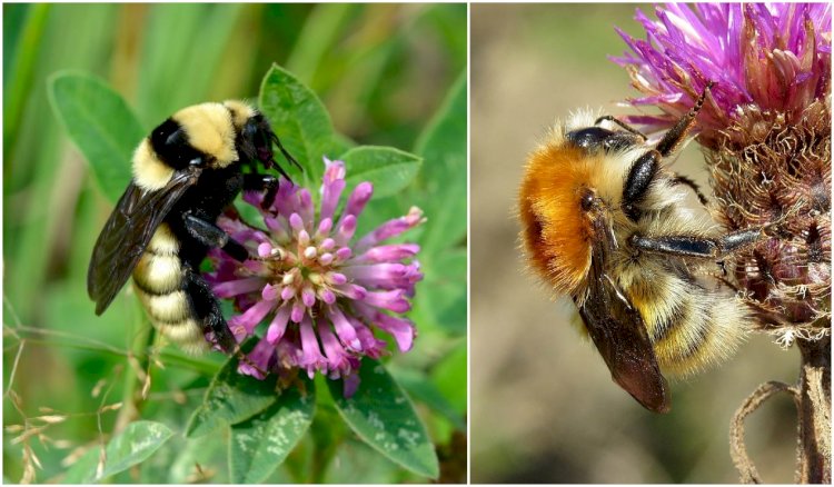 Bondarii - principalii polenizatori în peisajele sălbatice