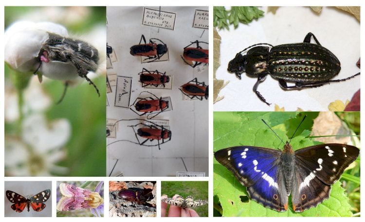 Câștigătorii concursului „Actualizarea datelor privind distribuția insectelor rare pe teritoriul Republicii Moldova” 
