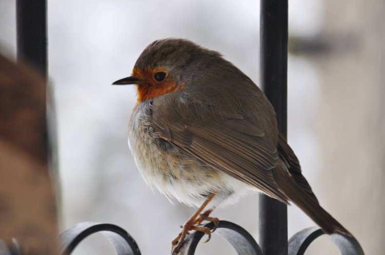 Cum rezistă păsările sălbatice în faţa iernii?
