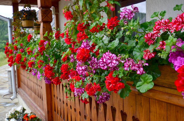 Muşcate cu flori bogate pentru casă şi grădină