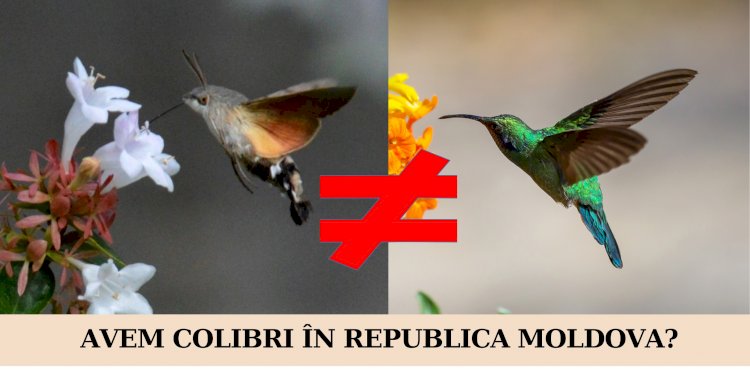 Avem colibri în Republica Moldova?