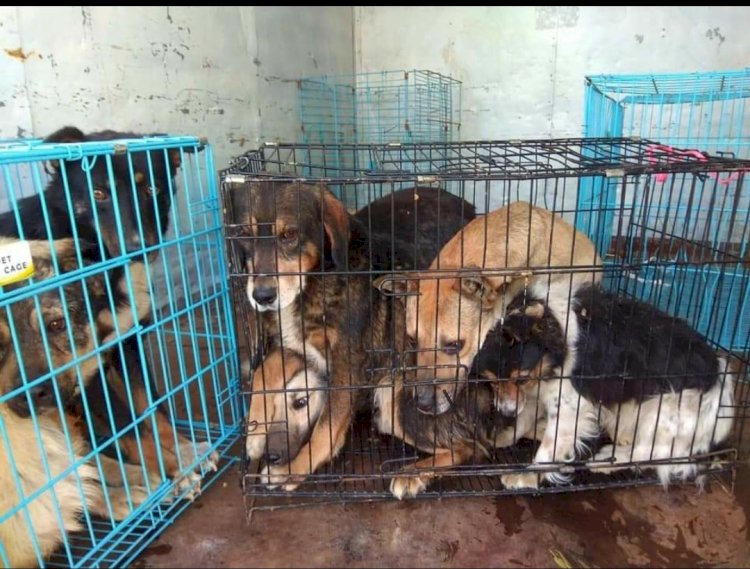 8,5 milioane de lei pentru întreținerea Necropolei de câini. De ce societatea civilă nu e de acord