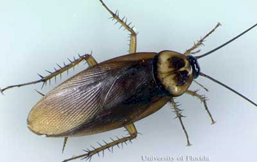 Gândacul de bucătărie american – insectă invazivă şi dăunătoare
