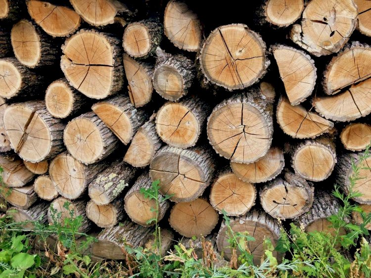 Cererea pentru lemnul de foc s-a dublat: pe fond de panică, riscăm să despădurim R.Moldova
