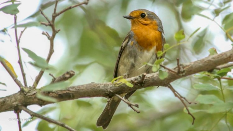 5 modalități simple pentru a ajuta păsările sălbatice