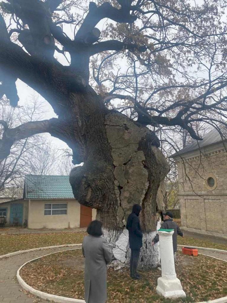 Stejarul lui Ştefan cel Mare se poate prăbuşi
